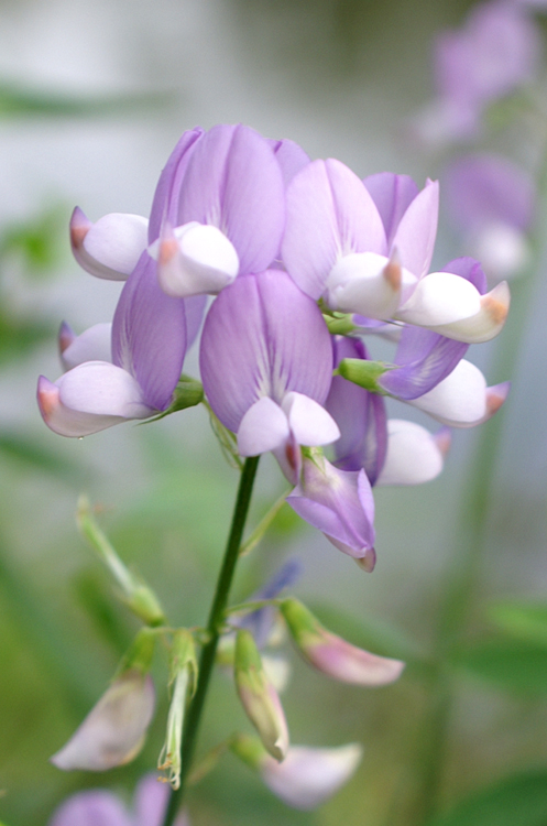 Galega officinalis / Capraggine avanese